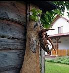 Bockjagd